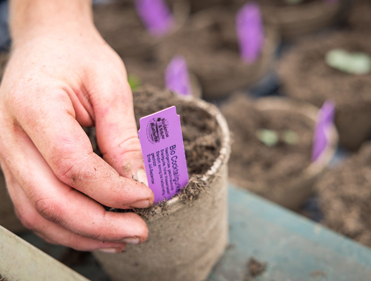 Bei Winklhofer's ist es möglich, die Pflanze mit Topf einzusetzen.